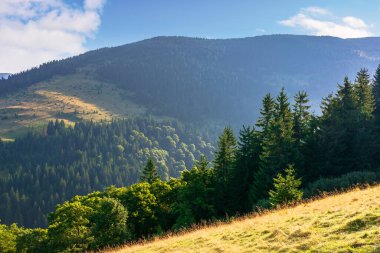 Dağlardaki çayırlarda çam ağaçları. Güneşli güzel bir manzara Uzak vadi ve tepeler Sabah ışığı altında