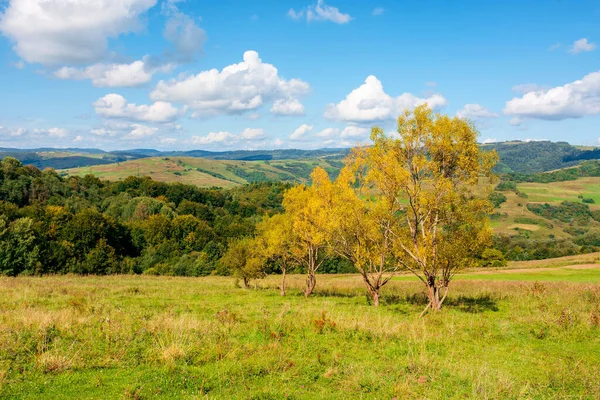 Stromy Žlutém Listí Kopci Krásná Krajina Podzim Slunečný Den Horách — Stock fotografie