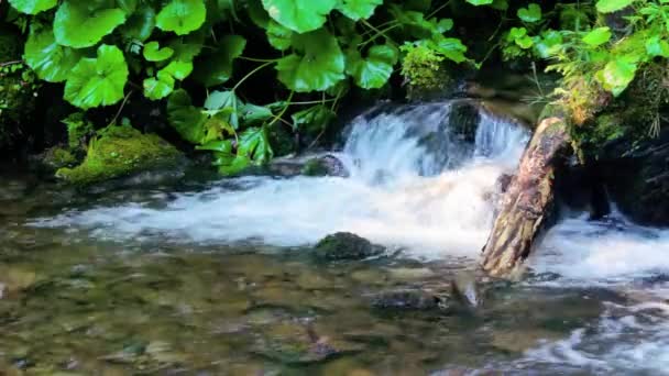 Flux Rapide Travers Ancienne Forêt Verte Des Carpates Pierres Couvertes — Video