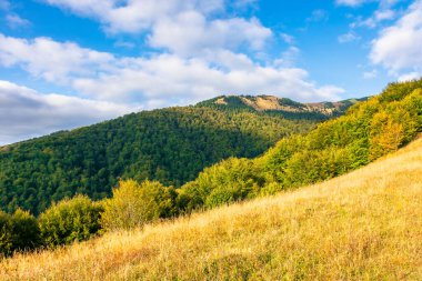 Akşam ışığında güzel bir sonbahar manzarası. Tepelerde ağaçlar ve yıpranmış otlar. Mavi gökyüzünün altında bulutlu bir dağ sırası.