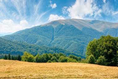 Dağlardaki çayırlarda sarı çimenler. Mavi gökyüzünün altında, öğleden sonra kabarık bulutlu güzel doğa manzarası..