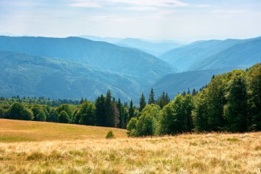 Dağlardaki çayırlarda sarı çimenler. Mavi gökyüzünün altında, öğleden sonra kabarık bulutlu güzel doğa manzarası..
