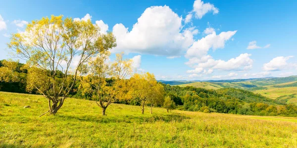 Alberi Fogliame Giallo Sulla Collina Bellissimo Paesaggio Campagna Autunno Giornata — Foto Stock