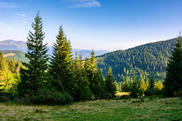 Spruce Trees Meadow Mountains Beautiful Sunny Scenery Distant Valley Hills — Stock Photo, Image