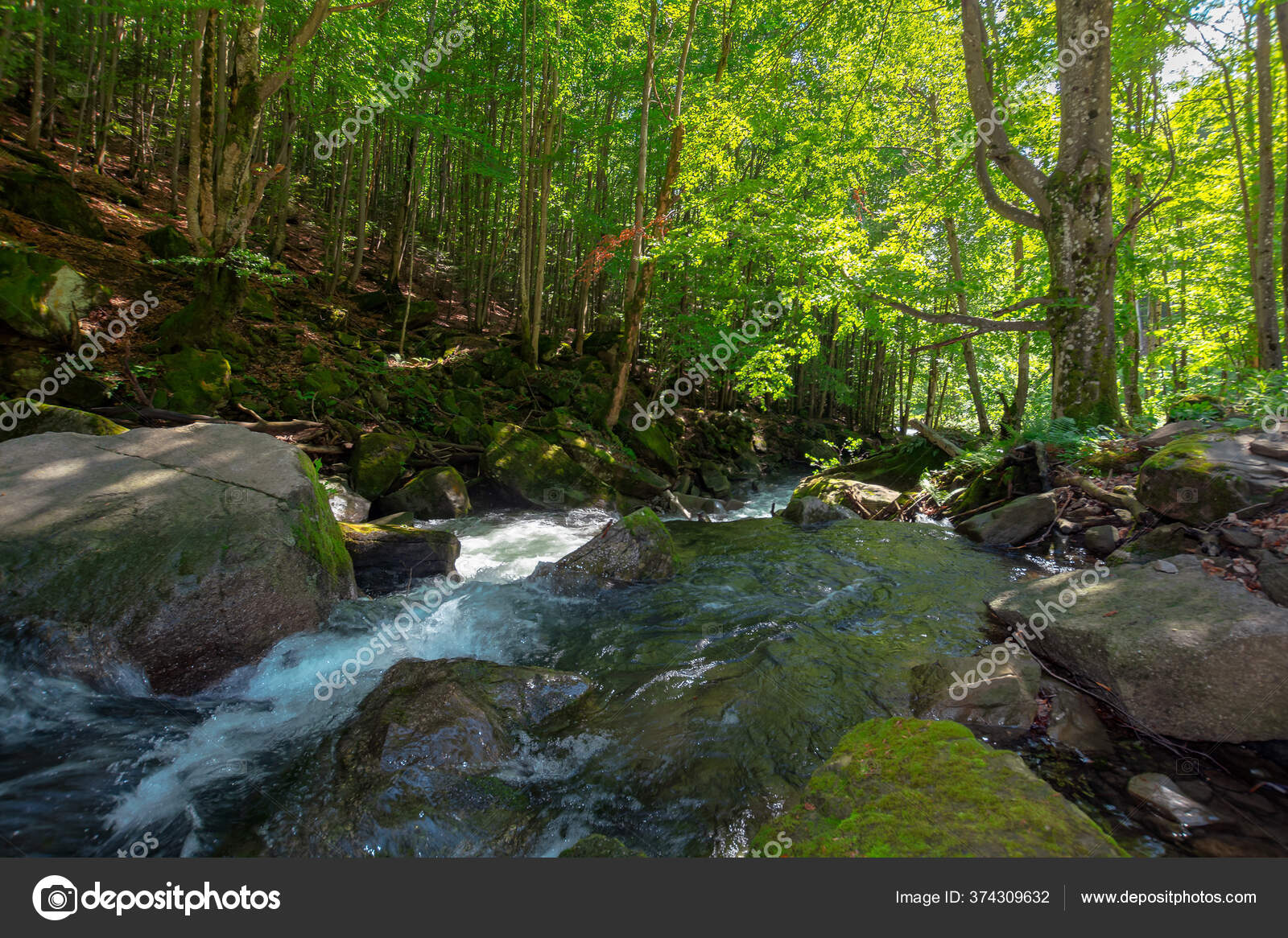 Fundo de cenário de floresta de verão