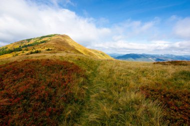 Sonbaharda bitkisel hayata girmiş bir dağ. Karpatların güzel doğa manzarası. Uzakta bulutlu bir gökyüzü. Tepeye giden yol