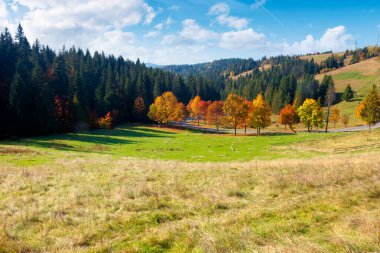 Güneşli bir sonbahar gününde kırmızı yapraklı orman. Ağaçların dalları ve ormanda kırmızı yaprakları var. Güneşli bir sonbahar günü, açık mavi gökyüzü ve yüksek zirvesi olan dağların yamacında.