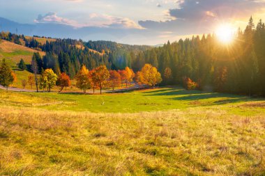 Sonbahar günbatımında kırmızı yapraklı orman. Ağaçların dalları ve ormanda kırmızı yaprakları var. Dağların yamacında, akşam ışığında en yüksek tepe noktasında.
