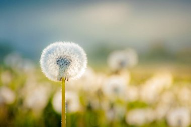 Sabah ışığında karahindiba tarlası. İlkbaharda çayırda yumuşacık çiçekleri olan güzel doğa manzarası. uzak dağların sisli olduğu görkemli kırsal çevre