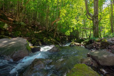 Ormandaki derede. Güzel doğa geçmişi. İlkbaharda kayalar ve kayın ağaçları arasında akan sularla huzurlu bir manzara.