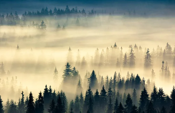 Niebla Brillante Valle Amanecer Misterioso Fenómeno Naturaleza Sobre Bosque Coníferas —  Fotos de Stock