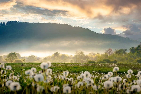 Løvetannsfelt Morgenlyset Vakkert Naturlandskap Med Myke Blomster Engen Våren Billedlig – stockfoto
