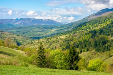 Kırsal alanda yeşil alanlar. İlkbaharda güzel bir kır doğası. Çimenlerdeki çayır manzarası. Huzurlu doğa manzarası. Tepeler uzak dağlara doğru yuvarlanıyor.