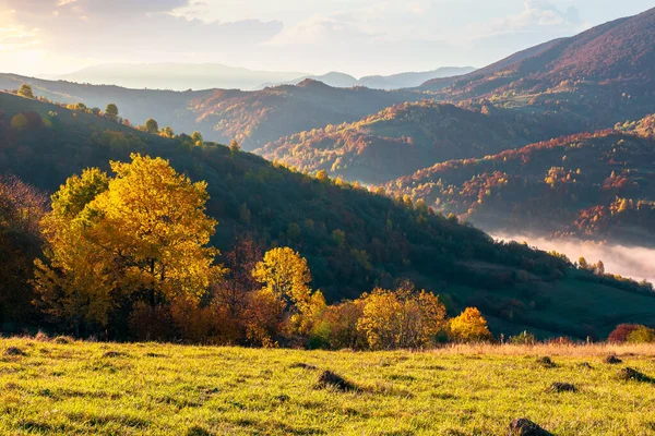 Vallei Vol Mist Herfst Landschap Bij Zonsondergang Bos Kleurrijk Gebladerte — Stockfoto