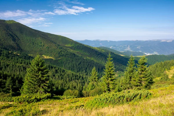 Las Wzgórzu Widok Dolinę Zielona Koncepcja Krajobrazu Natury Piękny Krajobraz — Zdjęcie stockowe