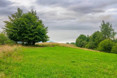 Kırsal alandaki çimenli çayırdaki ağaç. Dağda fırtınalı bulutlu hava. Yazın kırsal manzaranın güzel doğası