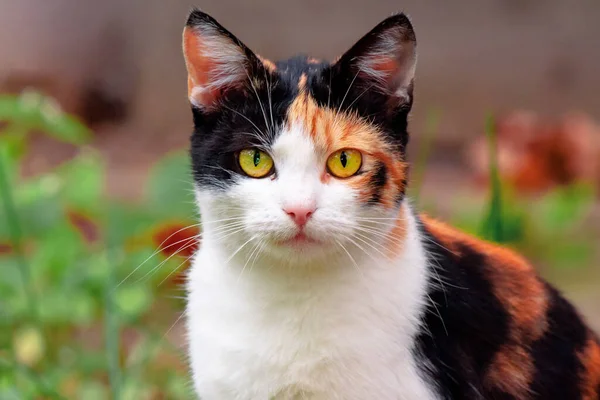 호기심많은 고양이가 정원의 — 스톡 사진