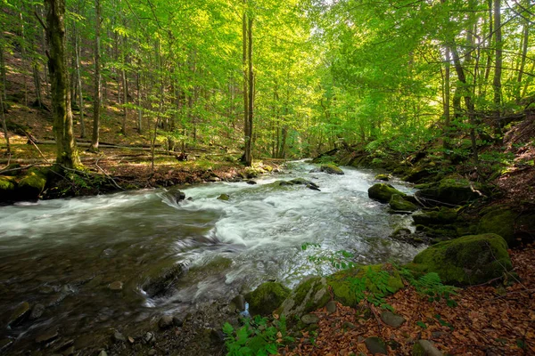 Bach Wald Schöne Natur Hintergrund Ruhige Landschaft Mit Wasserfluss Zwischen — Stockfoto