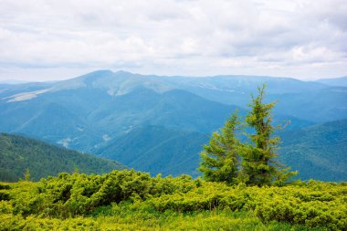 Tepesinde ağaç olan dağ manzarası. Öğlen vakti bulutlu bir günde güzel bir manzara. Uzakta kudretli siyah sırt