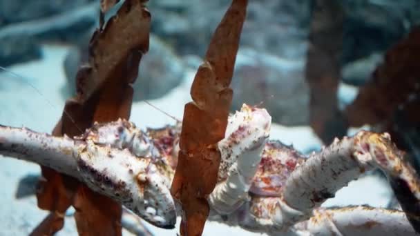 Encerramento do caranguejo gigante do rei vermelho no aquário — Vídeo de Stock