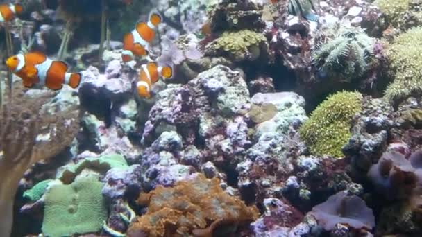 Gros plan d'un groupe de poissons-clowns nageant. 4k — Video