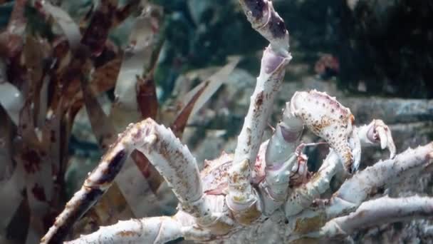 Closeup of Giant red king crab in the aquarium — Stock Video