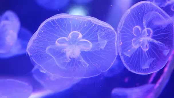 Grupp av fluorescerande rosa maneter simmar i akvarium pool. Marint liv tapet bakgrund — Stockvideo