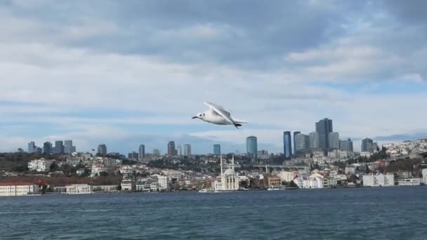 Måsen i Istanbul flyger över havet. Långsamma rörelser — Stockvideo