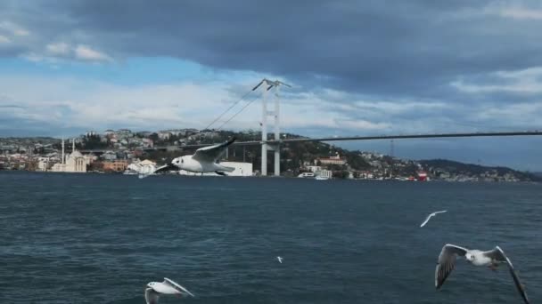 伊斯坦布尔群岛海鸥缓慢地飞越海面 — 图库视频影像