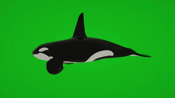 Killer Whale Nuoto Isolato Sullo Schermo Verde Rendering — Foto Stock