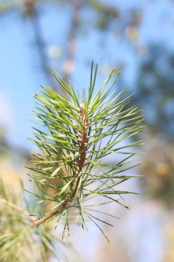 Gökyüzü ve ormanın arka planında yeşil çam dalı