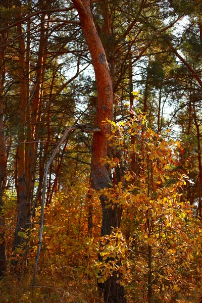 太陽の光の下で針葉樹と落葉の秋の森 — ストック写真