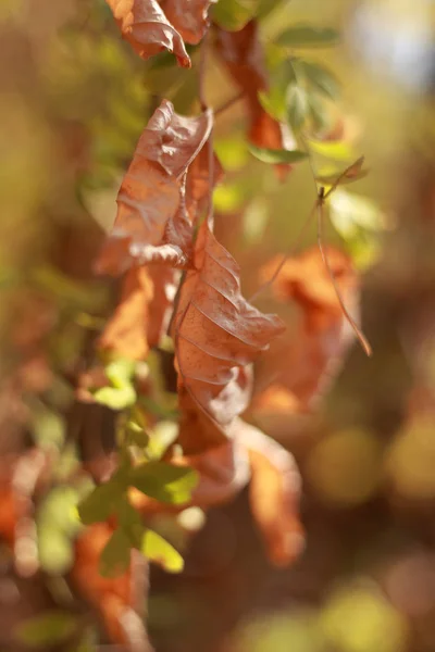 Сухе Листя Гілках Дерев Лісі Восени — стокове фото