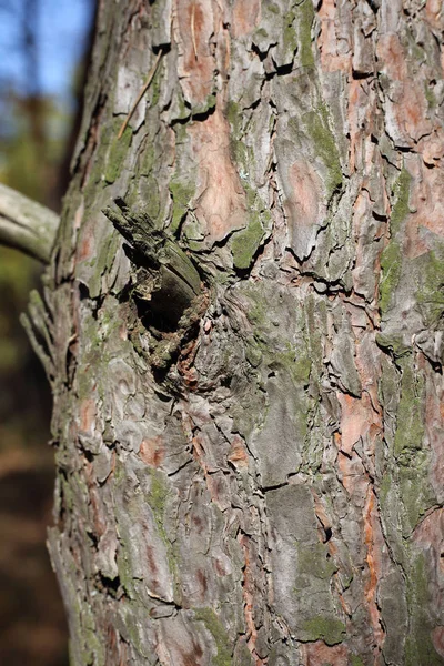 Een Spin Weeft Zijn Web Het Bos Een Plant — Stockfoto