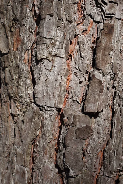 Pająk Tka Swoją Sieć Lesie Roślinach — Zdjęcie stockowe