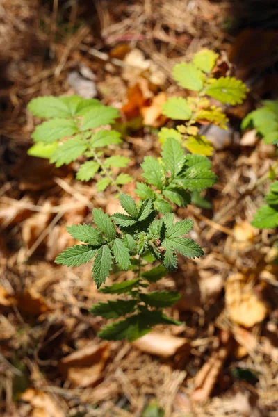 forest trees, a young tree sprout in the forest