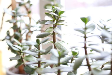 Pencere kenarında saksıda saksı var.