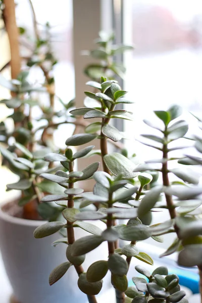 Plante Intérieur Maison Dans Pot Sur Rebord Fenêtre — Photo