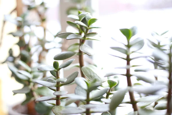 Plante Intérieur Maison Dans Pot Sur Rebord Fenêtre — Photo