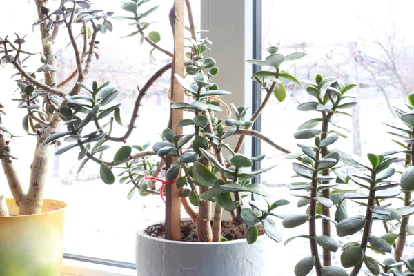 Plante Intérieur Maison Dans Pot Sur Rebord Fenêtre — Photo