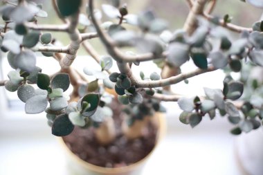 Pencere kenarında saksıda saksı var.