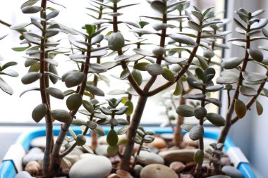 Pencere kenarında saksıda saksı var.