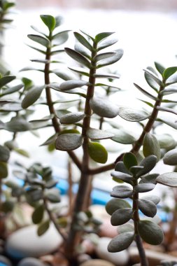 Pencere kenarında saksıda saksı var.