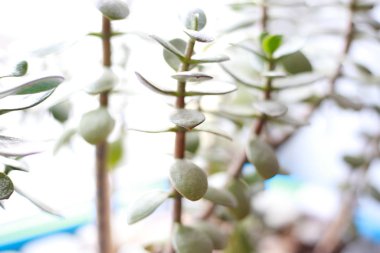 Pencere kenarında saksıda saksı var.