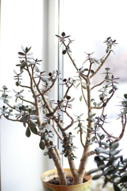 Pencere kenarında saksıda saksı var.