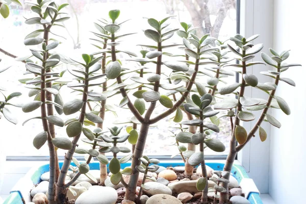 Plante Intérieur Maison Dans Pot Sur Rebord Fenêtre — Photo