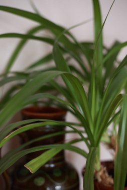 Pencere kenarında saksıda saksı var.