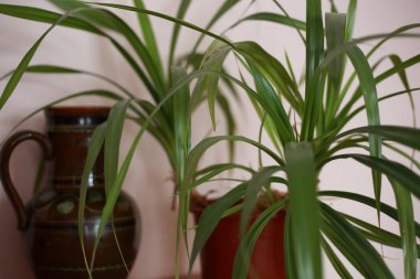 Pencere kenarında saksıda saksı var.