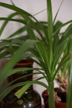 Pencere kenarında saksıda saksı var.