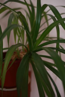 Pencere kenarında saksıda saksı var.